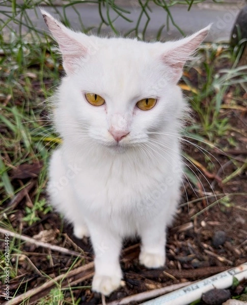 Obraz White cat with yellow eyes in a garden.