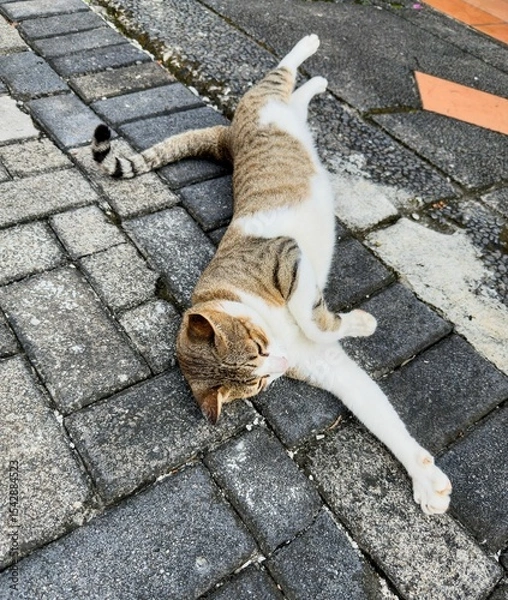 Obraz Relaxed Tabby Cat on Stone Pavement