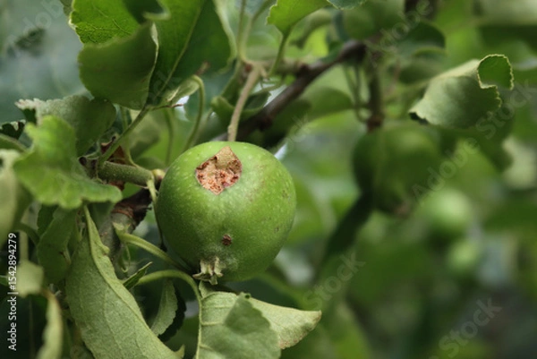 Obraz Close-up of green unripe Granny Smith apple damaged by hailstorm in the orchard. Prunus avium tree 