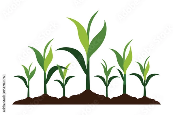 Obraz corn seedlings thriving in fertile soil silhouette on white background