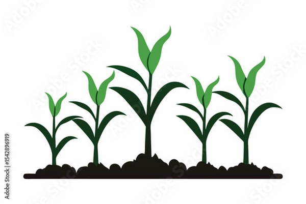 Obraz corn seedlings thriving in fertile soil silhouette on white background