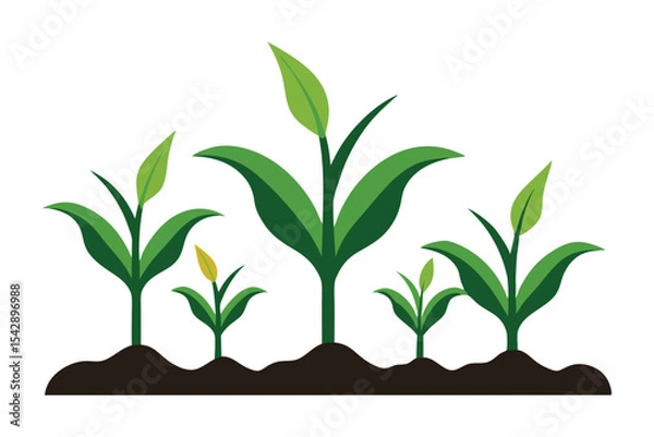Obraz corn seedlings thriving in fertile soil silhouette on white background