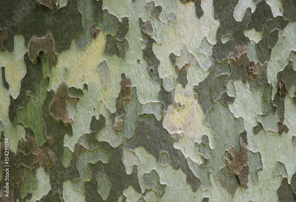 Obraz Planetree texture