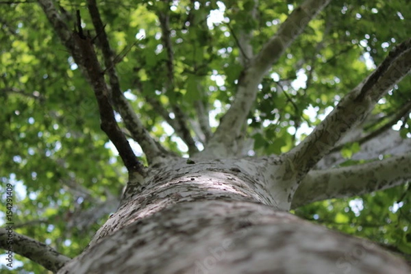 Fototapeta Planetree