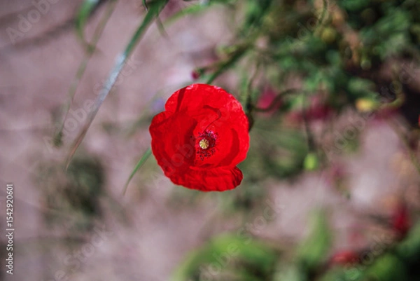 Obraz Piękny ,kwitnący czerwony mak