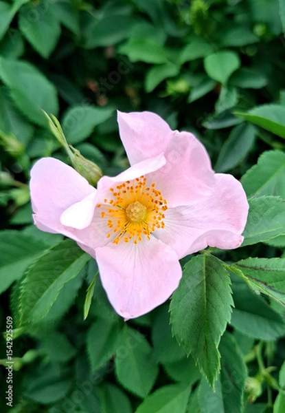 Fototapeta Close-up of a pink rosehip flower. A delicate rosehip flower against a backdrop of lush greenery. Rosehip, or Rose, is a genus of plants in the Rosaceae family.
