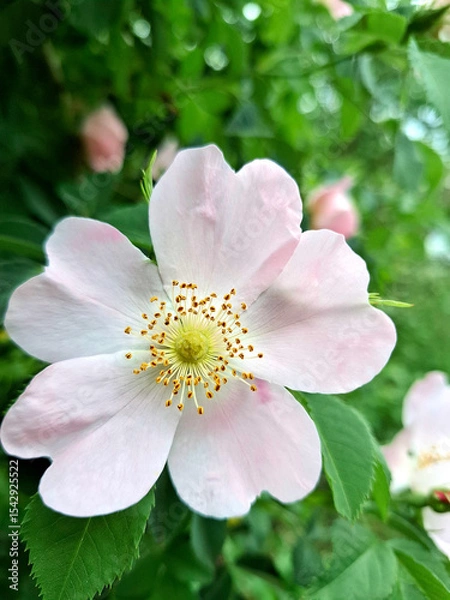 Fototapeta Close-up of a pink rosehip flower. A delicate rosehip flower against a backdrop of lush greenery. Rosehip, or Rose, is a genus of plants in the Rosaceae family.