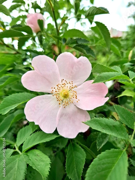 Fototapeta Close-up of a pink rosehip flower. A delicate rosehip flower against a backdrop of lush greenery. Rosehip, or Rose, is a genus of plants in the Rosaceae family.