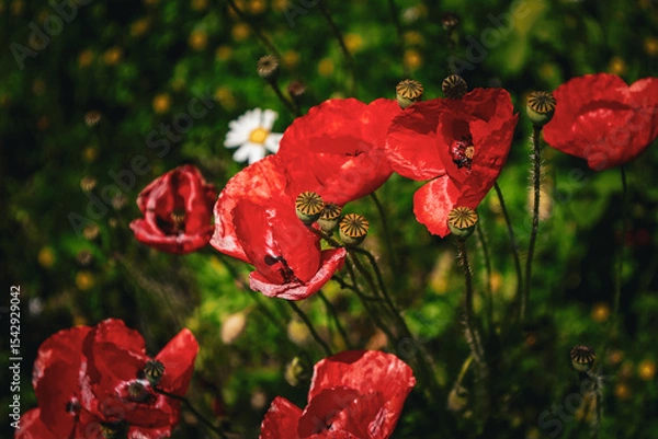 Obraz grupa kwitących maków