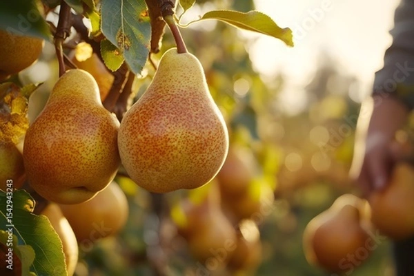 Obraz Fruit farmers harvest autumn pear trees for a bountiful harvest