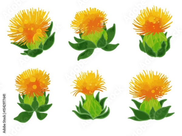 Fototapeta ベニバナのイラスト素材（ベクター）