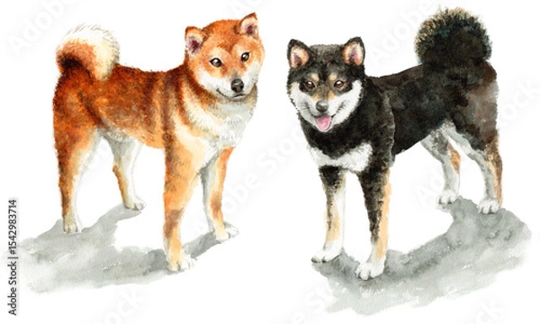 Obraz アナログ水彩茶色と黒の柴犬