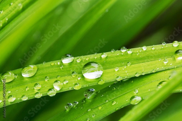 Fototapeta Water droplets on green grass leaves in summer garden after rain. Macro.