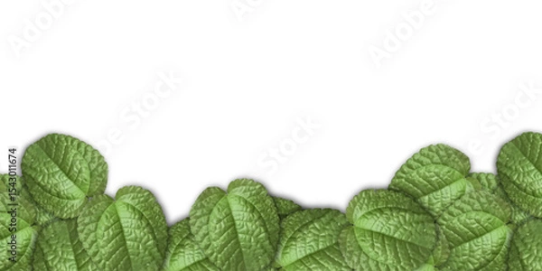 Fototapeta Green Leaf Frame on Light Gray Background – Nature Border Template