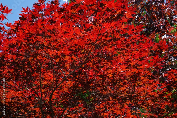 Obraz 北海道の樹木