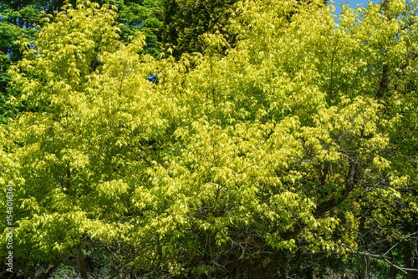 Obraz 北海道の樹木