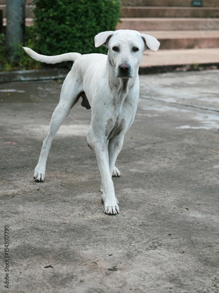 Fototapeta Abandoned at the stray dog shelter, dogs looking for a home look into the camera.
