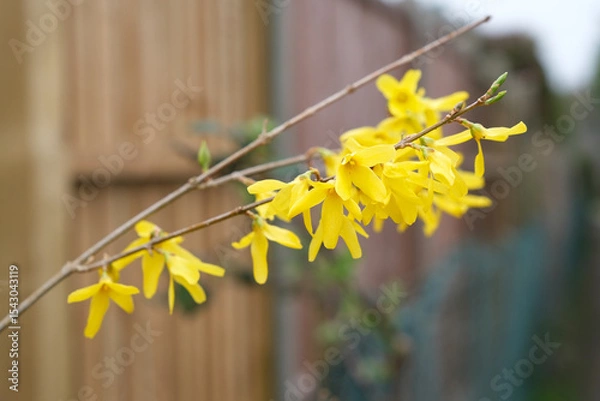 Fototapeta Close up of Yellow forsythia flowers on a branch in the garden.