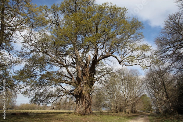 Fototapeta Large ancient oak tree with new spring leaves in open woodland under a blue sky