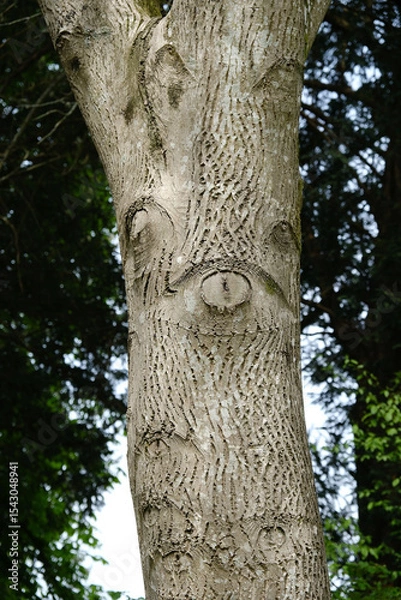 Fototapeta Tree Trunk with Natural Bark Patterns Resembling Eyes