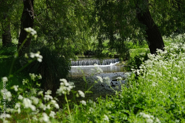 Fototapeta Small waterfall and calm stream in lush forest with white wildflowers and dense greenery