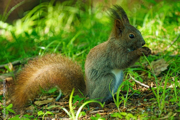 Obraz 北海道の野生動物