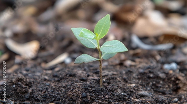 Fototapeta Eucalyptus seedling closeup growing in soil nature environment high fidelity perspective