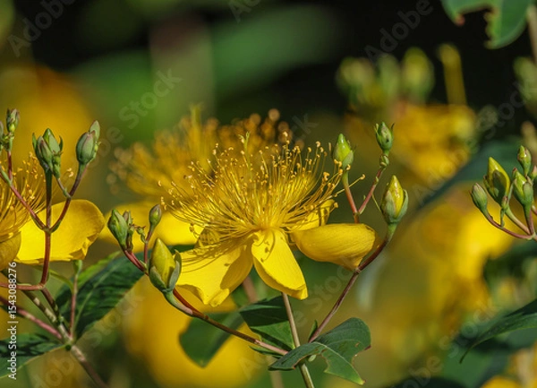 Fototapeta Hypericum perforatum, commonly known as St. John's wort is a flowering plant in the family Hypericaceae.