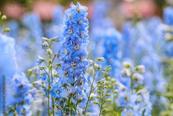 Fototapeta Delphinium elatum is a species of flowering plant in the buttercup family Ranunculaceae, known by the common names alpine delphinium, bee larkspur, or candle larkspur.