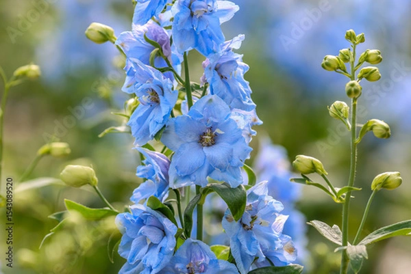 Fototapeta Delphinium elatum is a species of flowering plant in the buttercup family Ranunculaceae, known by the common names alpine delphinium, bee larkspur, or candle larkspur.