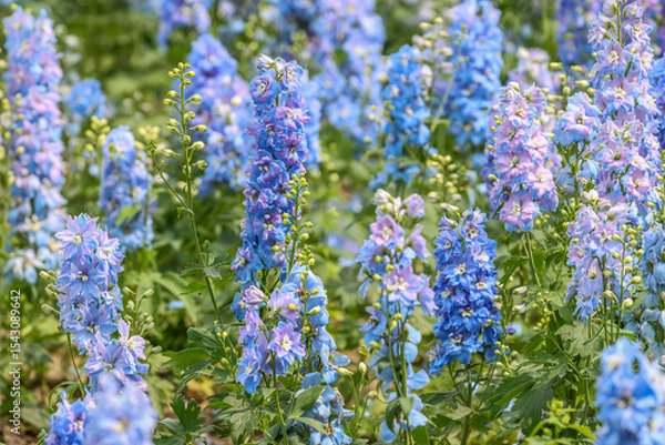 Fototapeta Delphinium elatum is a species of flowering plant in the buttercup family Ranunculaceae, known by the common names alpine delphinium, bee larkspur, or candle larkspur.
