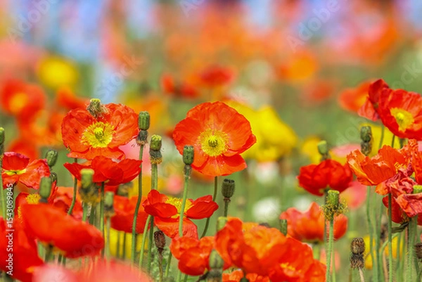 Fototapeta Colourful red, yellow and orange poppies flowering in a summer garden.