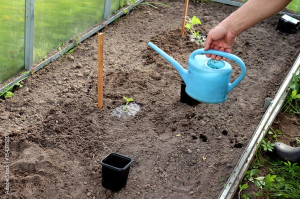 Obraz Watering planted watermelon sprouts in a greenhouse, waiting for the water to be absorbed into the soil. Planting a plant, agriculture, a man's hand with a watering can - horizontal photo, close-up