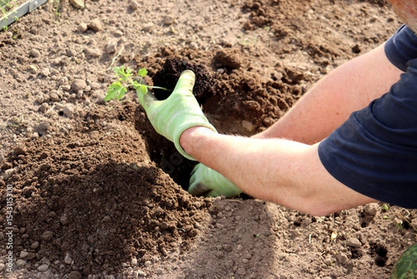 Obraz Male hands in gloves hold a sprout with a watermelon in a lump of earth and are going to place it in a hole in a garden bed in a greenhouse. Planting a plant, agriculture - horizontal photo, close-up