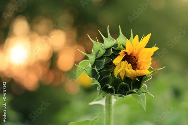 Obraz Sonnenblume, Sunflower