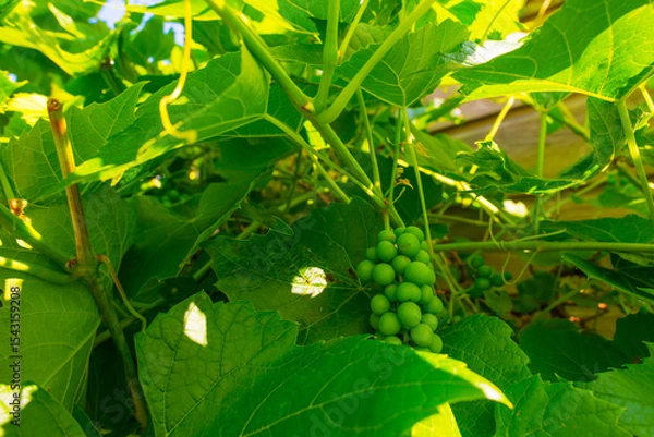 Fototapeta Plants in a mediterranean garden in bright sunlight in springtime, Almere, Flevoland, The Netherlands, June 20, 2025