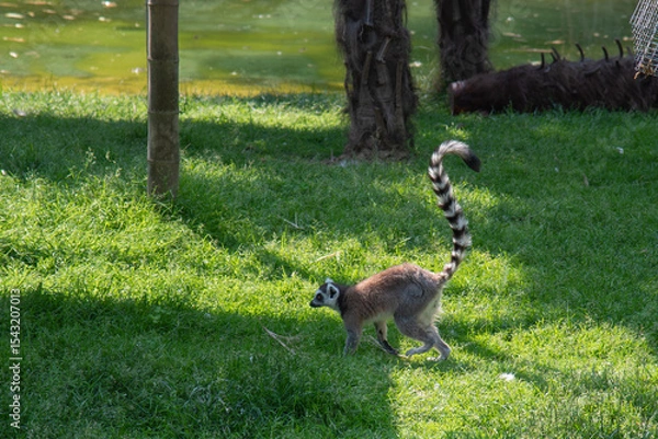 Obraz white tailed lemur