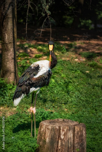 Obraz white stork in the grass