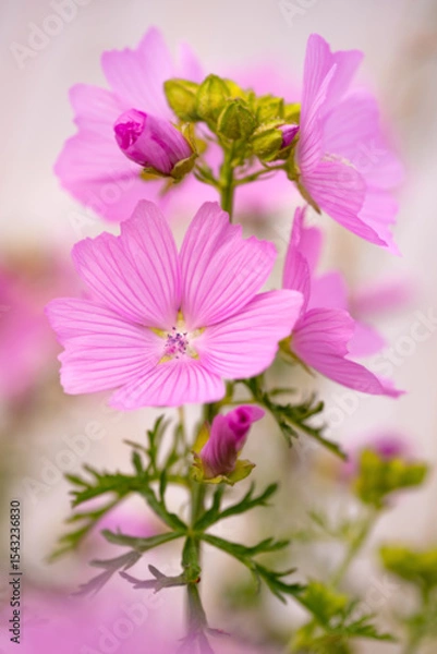 Fototapeta The Musk mallow (Malva moschata) is a species of the mallow genus (Malva). Macro photograph of the delicate pink flowers and buds, stamens and pistils. Wild plant by the wayside in June.