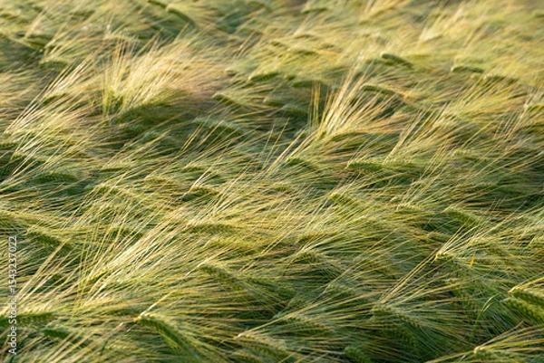 Fototapeta Barley (Hordeum vulgare), a member of the grass family, is an important grain used for brewing beer and whiskey. Beige-green ripening ears, stalks and awns in a field in warm light. Selective focus.