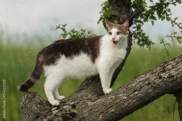 Fototapeta cat on a tree