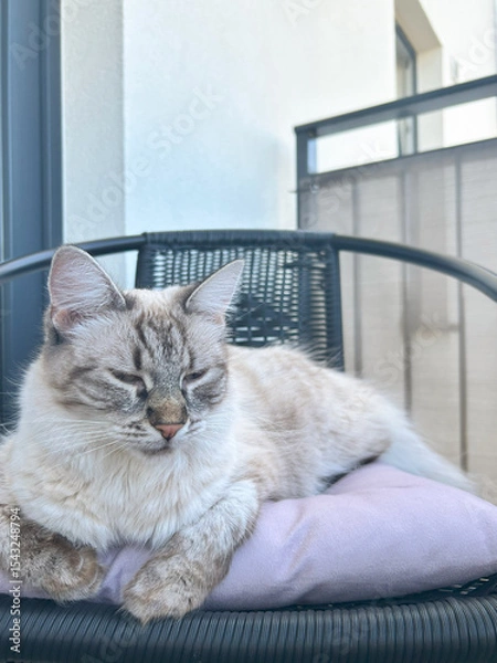 Fototapeta A white, fluffy kitten on a chair