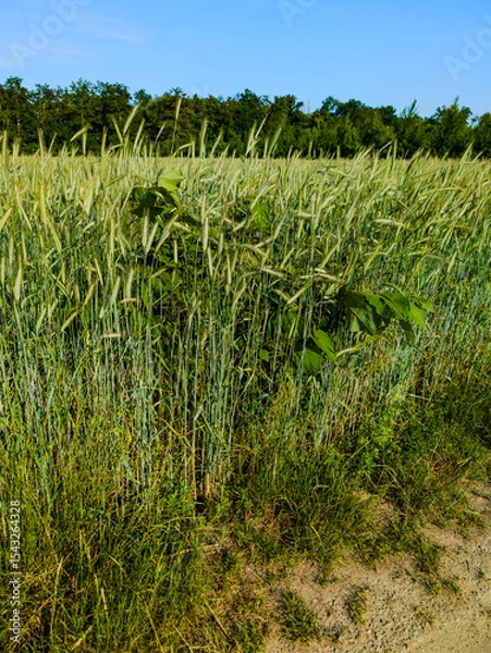 Fototapeta Un enjeu agricole global : quel impact des plantes invasives sur nos cultures ?