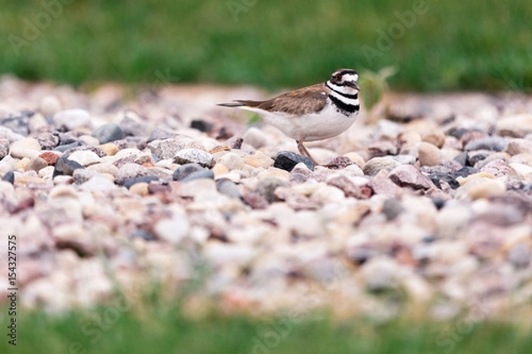 Fototapeta Killdeer in Rocks