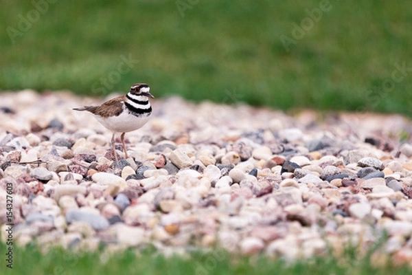 Fototapeta Killdeer on Rocks
