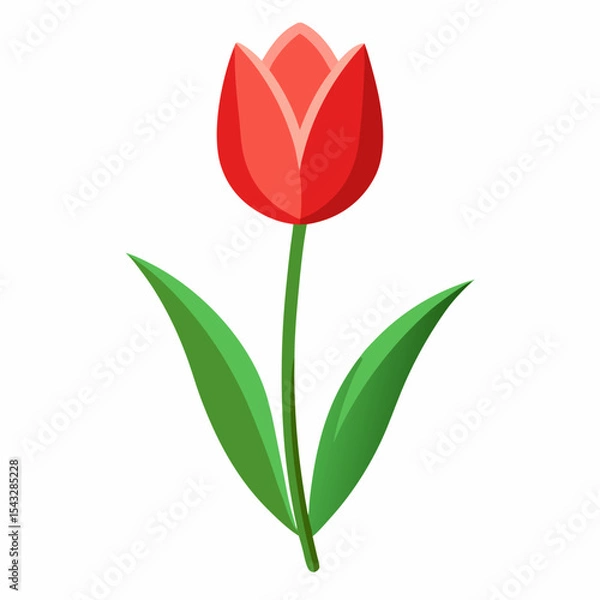 Fototapeta red tulip isolated on white