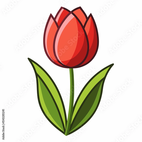 Fototapeta red tulip isolated on white