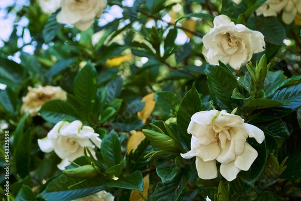 Obraz 初夏を彩るクチナシの白い花の背景画像