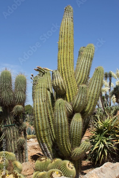 Fototapeta Cactus