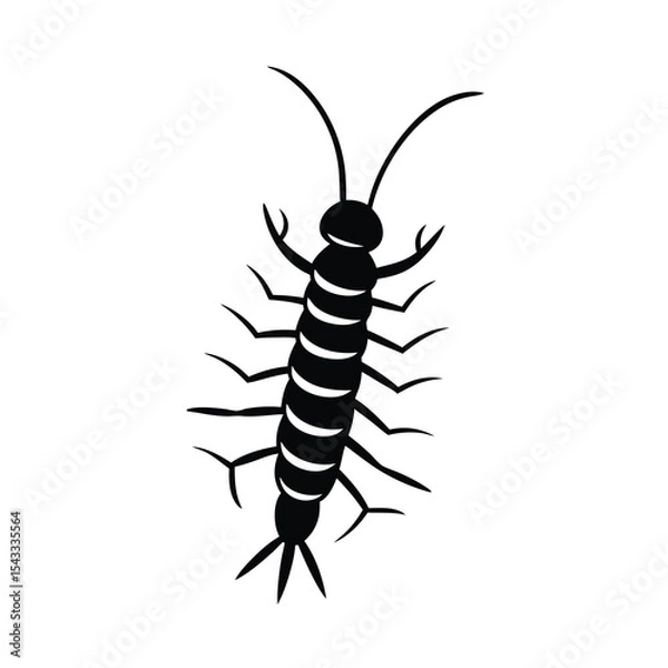 Fototapeta centipede insect black vector
